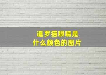 暹罗猫眼睛是什么颜色的图片