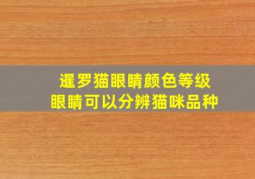 暹罗猫眼睛颜色等级眼睛可以分辨猫咪品种