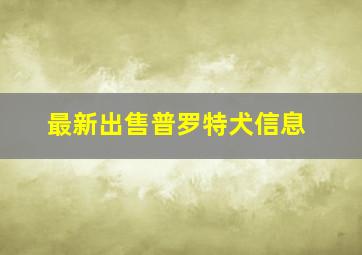 最新出售普罗特犬信息