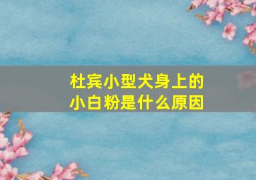 杜宾小型犬身上的小白粉是什么原因