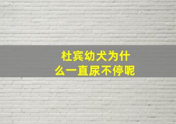 杜宾幼犬为什么一直尿不停呢