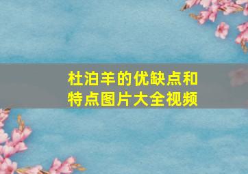 杜泊羊的优缺点和特点图片大全视频