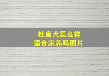 杜高犬怎么样适合家养吗图片