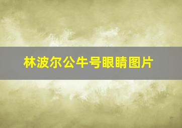 林波尔公牛号眼睛图片