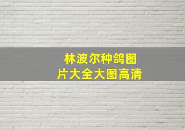 林波尔种鸽图片大全大图高清