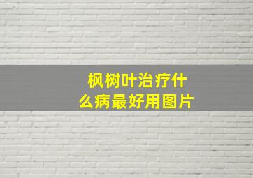 枫树叶治疗什么病最好用图片