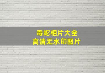 毒蛇相片大全高清无水印图片