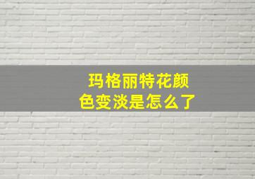 玛格丽特花颜色变淡是怎么了