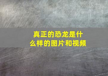 真正的恐龙是什么样的图片和视频