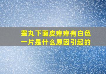 睾丸下面皮痒痒有白色一片是什么原因引起的