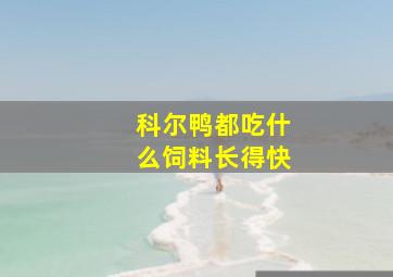 科尔鸭都吃什么饲料长得快