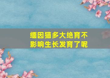 缅因猫多大绝育不影响生长发育了呢