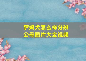 萨姆犬怎么样分辨公母图片大全视频