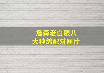 詹森老白眼八大种鸽配对图片