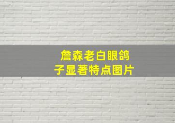 詹森老白眼鸽子显著特点图片