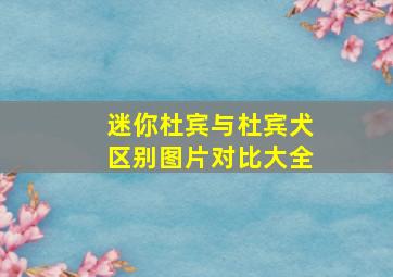 迷你杜宾与杜宾犬区别图片对比大全