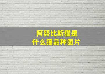 阿努比斯猫是什么猫品种图片