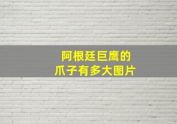 阿根廷巨鹰的爪子有多大图片