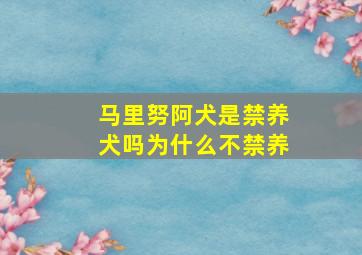 马里努阿犬是禁养犬吗为什么不禁养