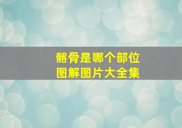 髂骨是哪个部位图解图片大全集