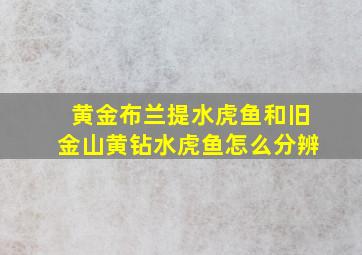 黄金布兰提水虎鱼和旧金山黄钻水虎鱼怎么分辨