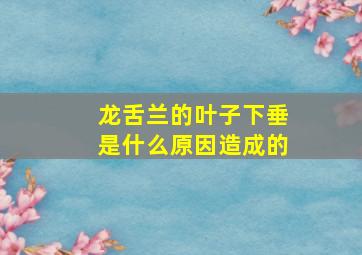 龙舌兰的叶子下垂是什么原因造成的