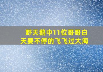 野天鹅中11位哥哥白天要不停的飞飞过大海